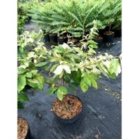 Cây 🌲 Mai trắng var