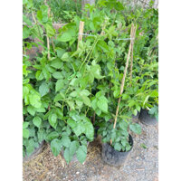 CÂY MÂM XÔI bầu to ( đã bật hoả tốc )