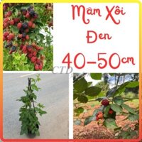 Cây MÂM XÔI ĐEN ngọn 50cm, Cây trồng bầu khỏe mạnh phát triển nhanh cho trái [sp23]