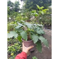 Cây mâm xôi đen( Phúc Bồn Tử )