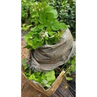 cây mâm xôi đỏ ,vàng đang hoa