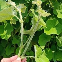 Cây Mâm Xôi khô chính hãng SASUKE 1kg tác dụng ngừa sỏi thận, tốt cho sức khỏe.