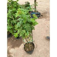 CÂY MÂM XÔI ( PHÚC BỒN TỬ )