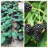 Cây mâm xôi (Phúc Bồn Tử) Mâm Xôi Đen - Cây Ăn Quả Giống