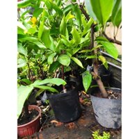 Cây mận đỏ An Phước - cây cao khoảng 80 cm - 150cm, hoành cỡ 8cm, sắp có trái - rất dễ trồng