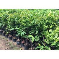 Cây mận đường Thái lan giống (trồng chậu được)