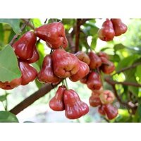 Cây mận đường thái lùn giống (cây roi) (cây đep,  được kiểm tra hàng trước khi thanh toán)