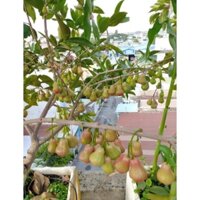Cây mận đường thái lùn giống (cây roi) (cây đep,  được kiểm tra hàng trước khi thanh toán)