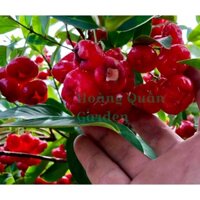 Cây mận Hoàng Yến giống