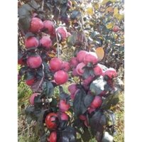 Cây Mận Tím Mexico Thân Gỗ Quả Đỏ Tím Mọng Nước