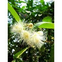 Cây Mận Trắng Sữa - Giống cây trồng cây ăn trái SP bảo hành