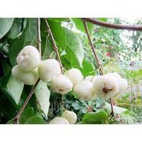 Cây Mận Trắng Sữa - Giống cây trồng cây ăn trái (Cây xanh BMT, 0354736301, freeship Extra+)