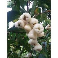 Cây Mận Trắng Sữa - Giống cây trồng cây ăn trái sản phẩm có bảo hành, được đồng kiểm, nhập mã Freeship extra