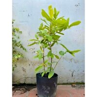 Cây 🌲 Mận Trắng sữa trái to... lớn