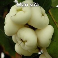 Cây Mận Trắng sữa