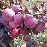 Cây Mận úc