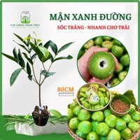 Cây Mận Xanh Đường Sóc Trăng (nhanh cho trái khi trồng)