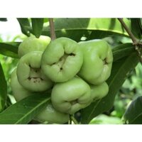 CÂY MẬN XANH TAM HOA (chuyên cây giống)