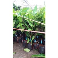 CÂY MẬN XANH TAM HOA (mua số lượng có giá sỉ lh 0354736301)