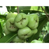 CÂY MẬN XANH TAM HOA (uacjmk)