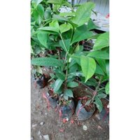 Cây Măng Cụt