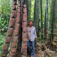 Cây Măng tre khổng lồ Thái Lan