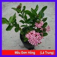 Cây Mẫu Đơn Hồng Lá Trung - cây bông trang hồng  tặng phân bón cho cây