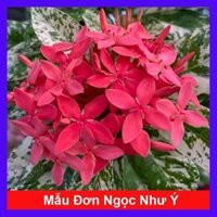 Cây Mẫu Đơn Ngọc Như Ý (Trang Ngọc Như Ý)