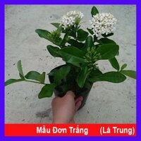 Cây Mẫu Đơn Trắng Lá Trung - cây bông trang trắng - cây cảnh vườn  tặng phân bón cho cây