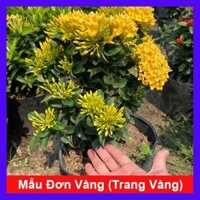 Cây Mẫu Đơn Vàng  Cây Bông Trang Vàng  - Cây cảnh vườn  Tặng phân bón cho cây