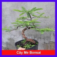 Cây Me Bonsai - cây cảnh bonsai  tặng phân bón cho cây