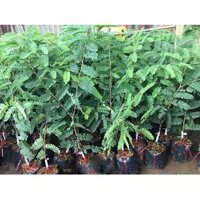 Cây me ngọt Thái + Tặng 01 cây dâu da đất ( bòn bon)