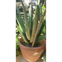 Cây mẹ nha đam mỹ _ giống cỡ bự (40cm~)