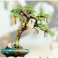 Cây me thái bonsai đã tạo dáng sẵn