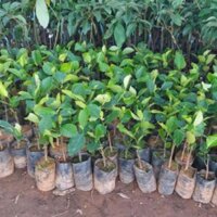 Cây mít trái dài malai nhập khẩu