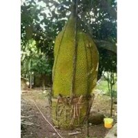 CÂY MÍT TRÁI DÀI MALAYSIA