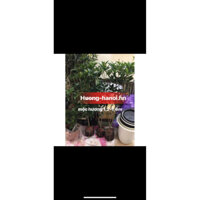 Cây mộc hương cao 1,2m - 1,4m