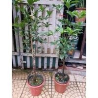Cây Mộc Hương Choai 1M - Hoa tuôn như suối, hương thơm ngào ngạt