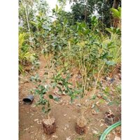 cây mộc hương ta hoa vàng[ cây bụi]