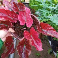 Cây môn huyết rồng danasty size khủng