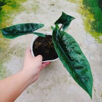 Cây Môn Thanh Đao (Alocasia Scalprum)
