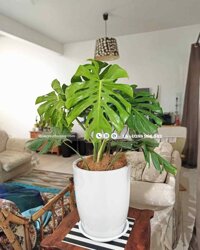 Cây monstera chậu sứ bom lớn