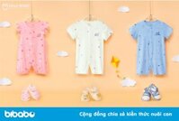 Cây monstera - Chậu Sứ Bom Lớn