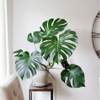 Cây Monstera Deliciosa ( trầu bà lá xẻ) chậu 1 cây sia lá 40 cm