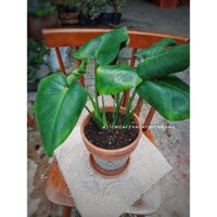 Cây Monstera size cao khoảng 30cm