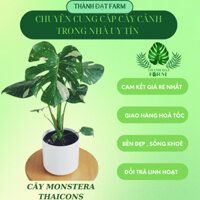 Cây Monstera Thai Constellation - Monstera Thaicons - Trầu Bà Nam Mỹ Đột Biến Trang Trí Siêu Đẹp