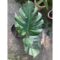 Cây monstera