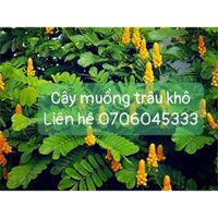 cây muồng trâu phơi khô 1 ký