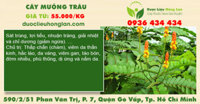 Cây muồng trâu