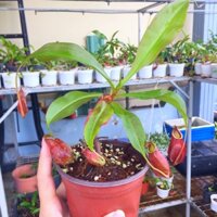 Cây nắp ấm để bàn